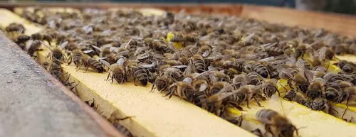 Honeybees on top of frames